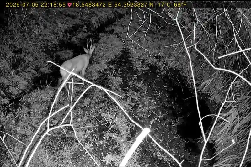 nocne nagranie z fotopułapki IR 940 nm
